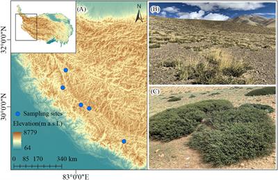 Shrub-mediated effects on soil nitrogen determines shrub-herbaceous interactions in drylands of the Tibetan Plateau